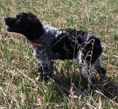 Epagneul Breton de Broughton - Started French Brittany ...