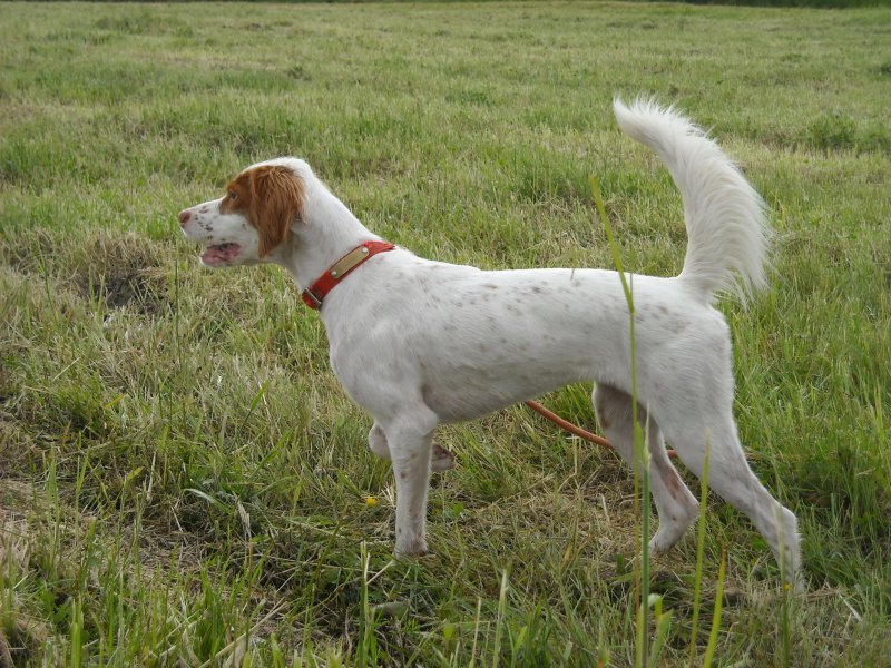 Southwind Kennel - English Setter Female | Hunting Dog Breeders