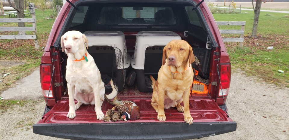 Yeagers bird dog Kennels - Akc lab puppies | Hunting Dog ...