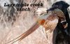 Lazy triple creek ranch  logo