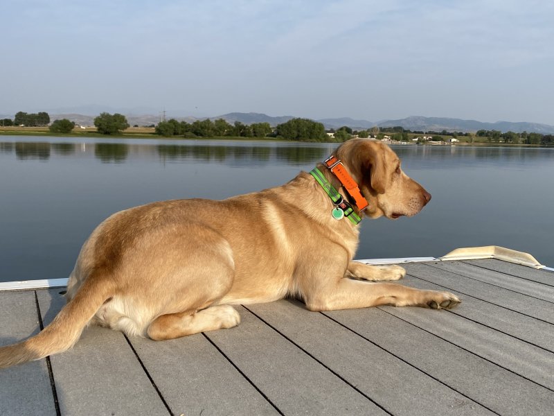 Beau doing dock/water work