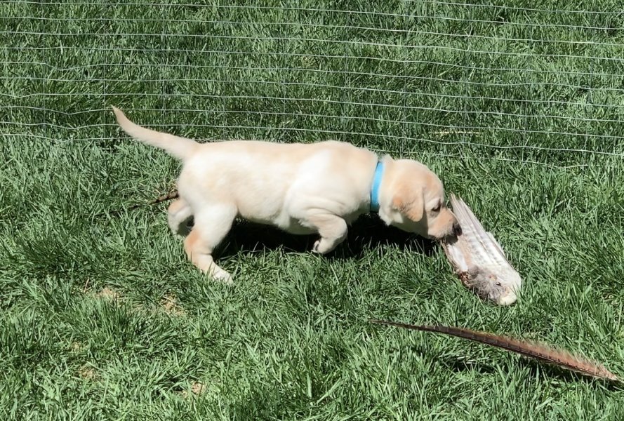 Female from litter on a hard tripod point at 4 1/2 weeks old