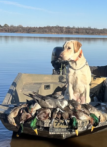 Male from previous litter on a live birds at 8 months old.