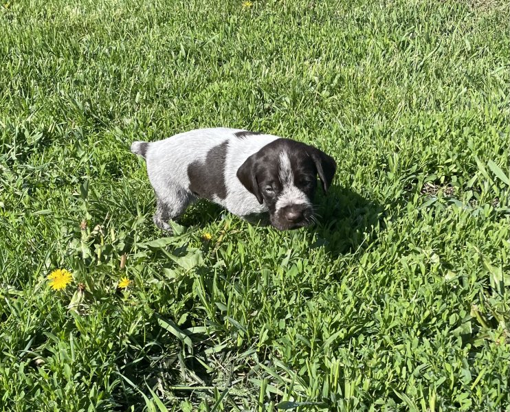 Nelson Family Wirehairs | Hunting Dog Breeders