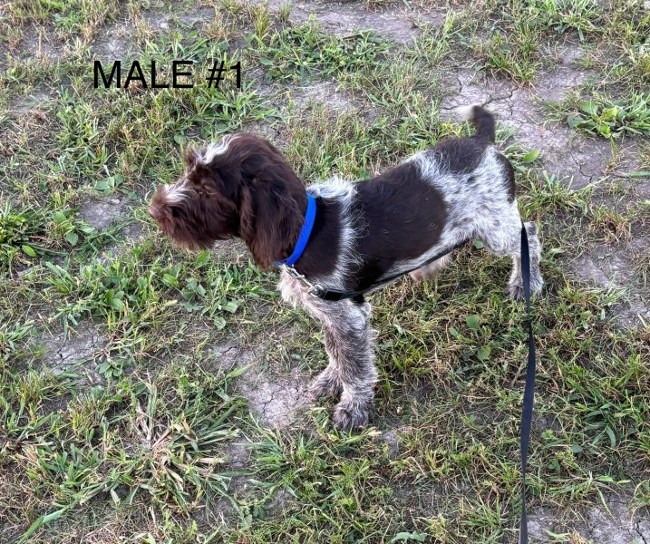 Male #1