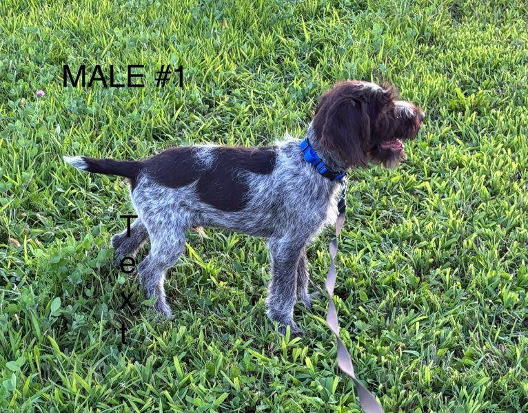 Male #1