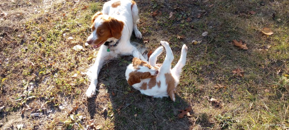 Momma and Rusty