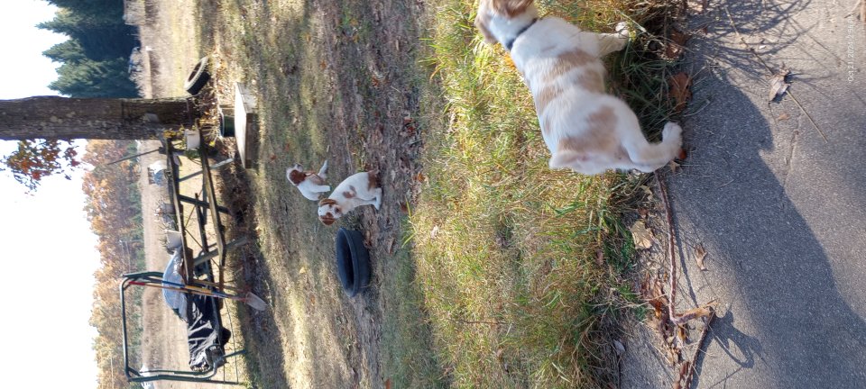 Learning to be on leash/tie out 