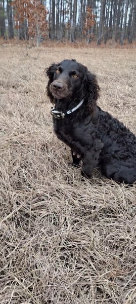 DrWatson Boykin Spaniels: FCK's Dottie Ray 
Litter Dam