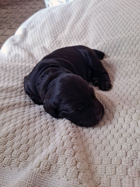 DrWatson Boykin Spaniels: Boykin Boy - Black