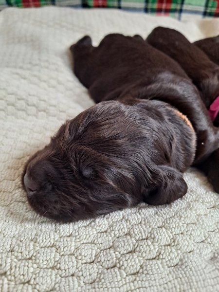 DrWatson Boykin Spaniels: Boykin Boy - Brown