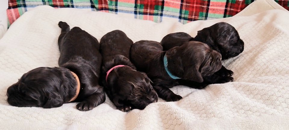 DrWatson Boykin Spaniels: Boykin Boys: Brown, Pink, Aqua, Black