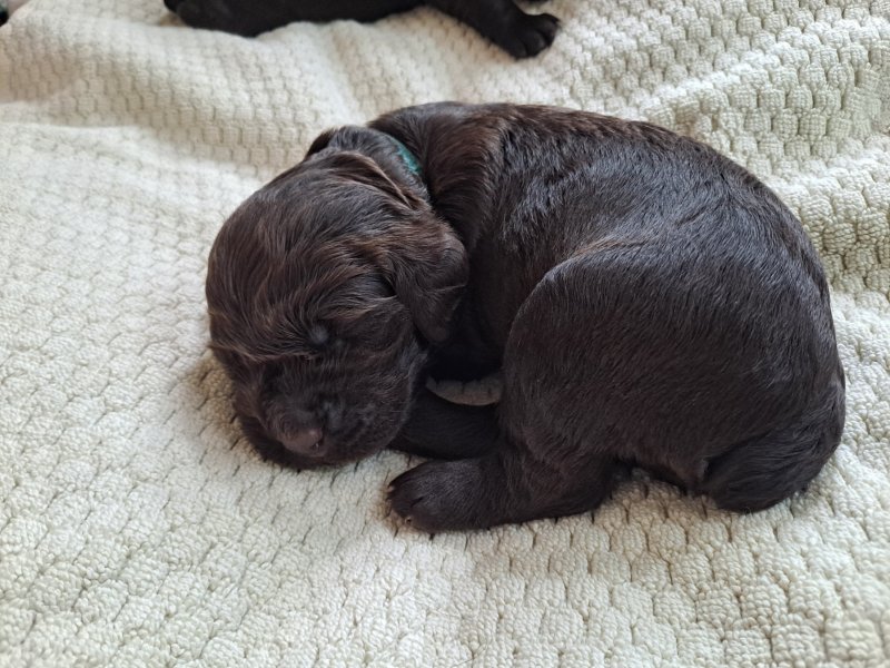 DrWatson Boykin Spaniels: Boykin Boy - Aqua