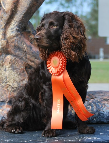 HRCH UH GCH CH DrWatson-Tybee-Dixietreat-Indy MHR MH Available for STUD