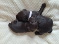 DrWatsonBoykinSpaniels.com
Whelped 12-9-24
Females Spoken For